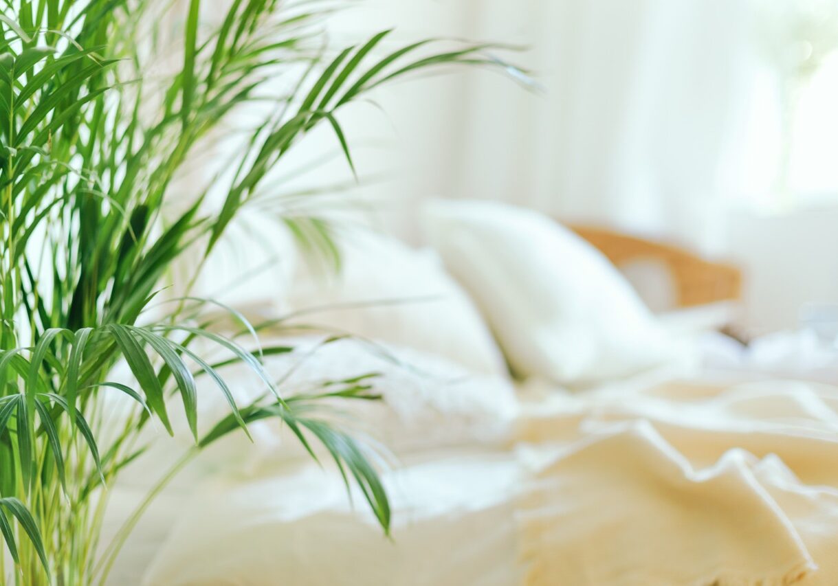 Close up of green fresh tropical houseplant palm leaves with blurred cozy bedroom background. Urban jungle interior concept.