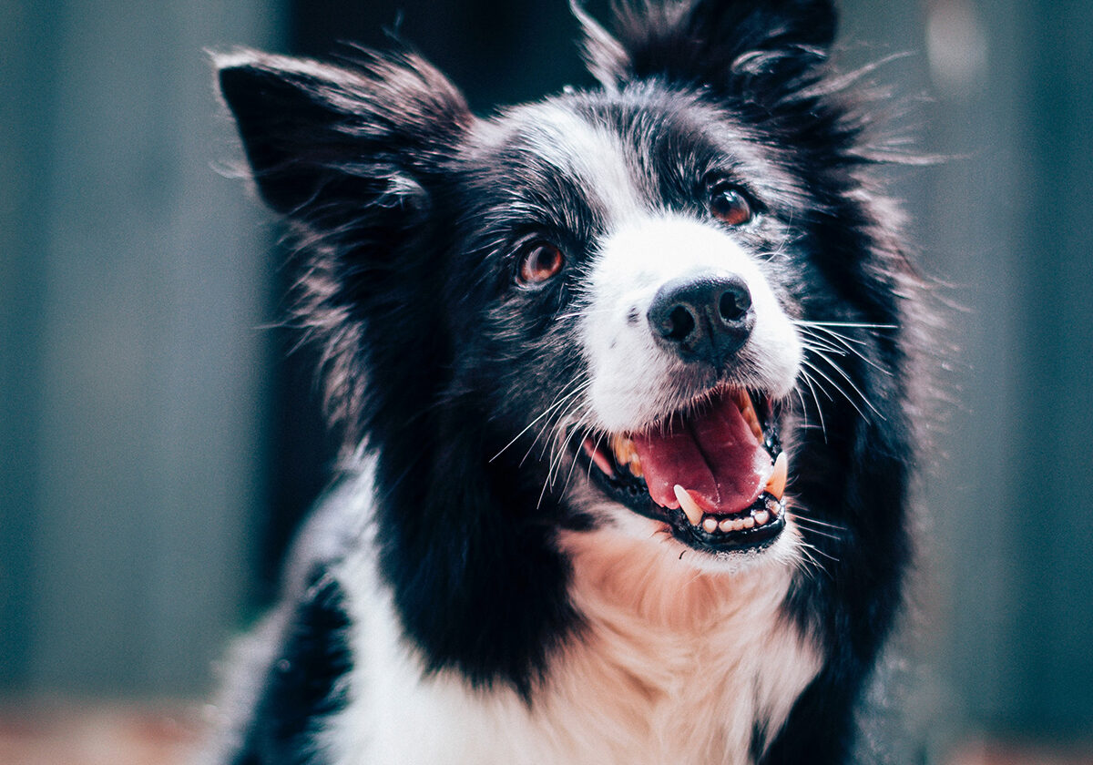 cutedoggy